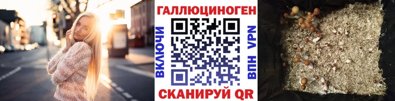 Купить  Шимановск  Псилоцибиновые грибы Cubensis 